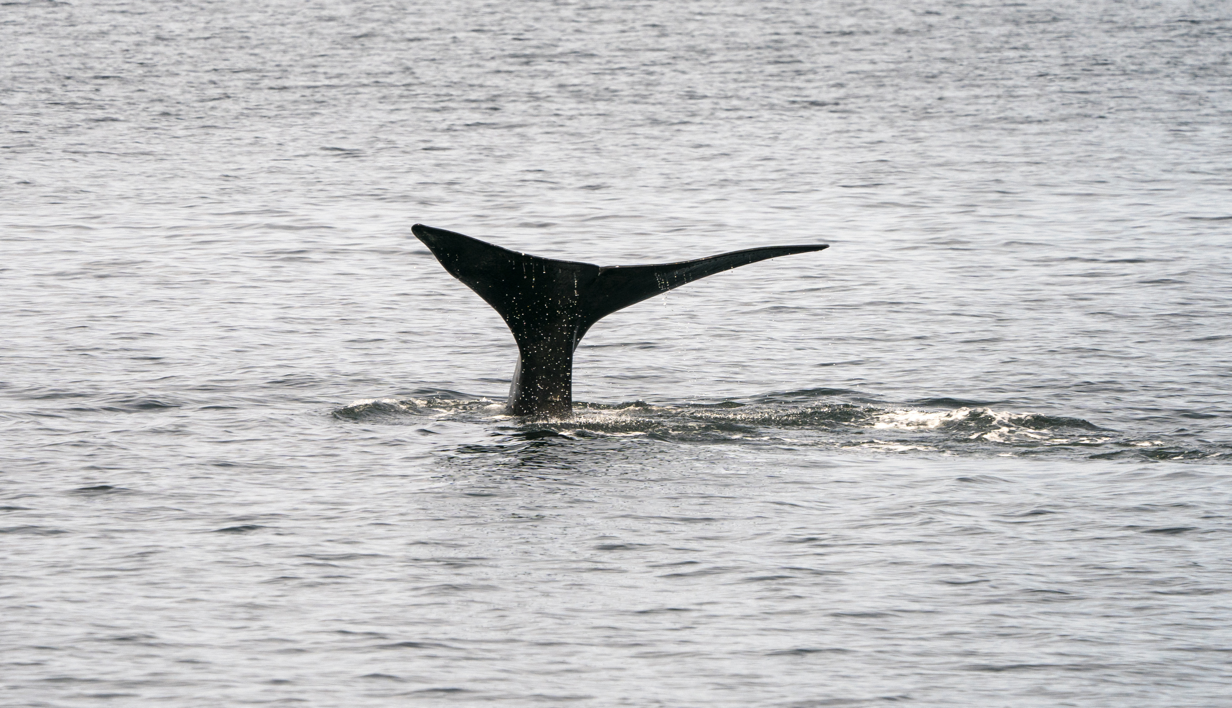 Une baleine noire de l’Atlantique Nord nage dans les eaux de la baie du Cap Cod le 14 avril 2019 près de Provincetown, dans le Massachusetts. La baleine noire de l’Atlantique Nord est l’une des grandes espèces de baleines les plus menacées au monde. Don Emmert / AFP