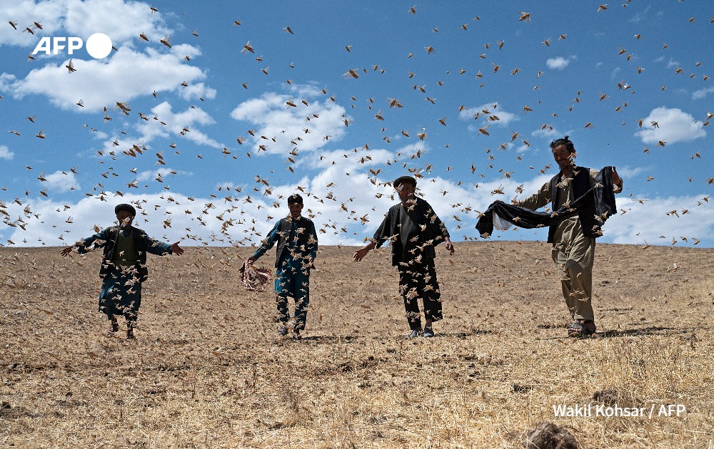 Farmers walk amidst a locusts swarm