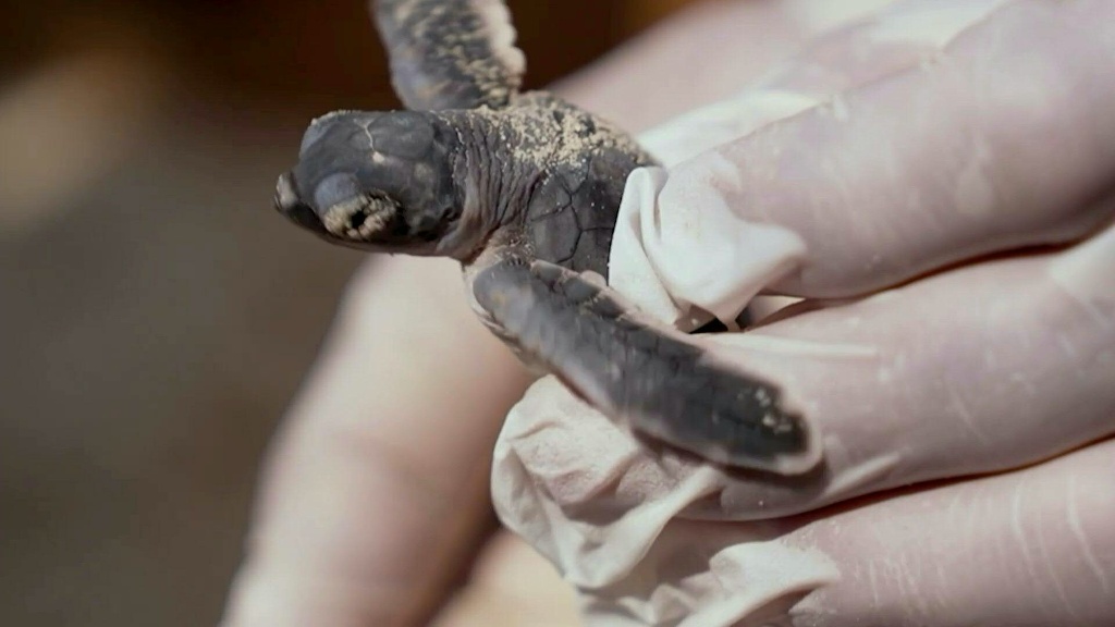 As species decline, green turtles offer glimmer of hope