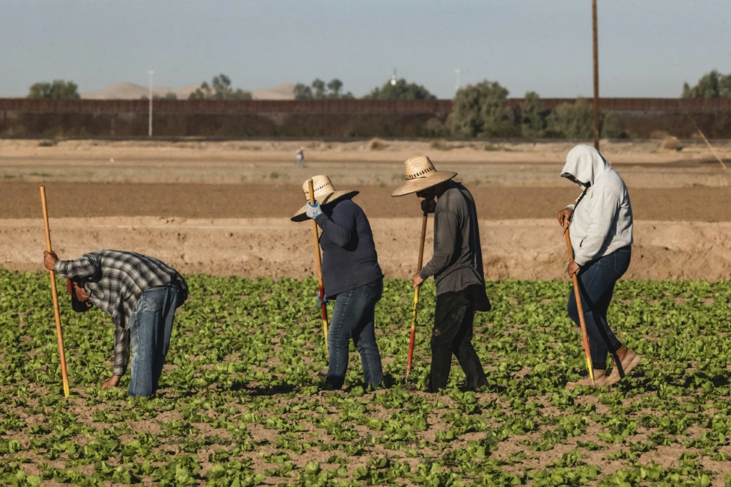 Agricultural export markets have been hit by Trump's unpredictable tariff policy, farmers say — Olivier Touron / AFP