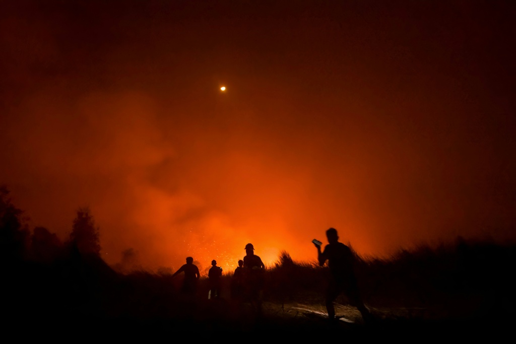 Walking through flames: orangutans rescued in Indonesia fires