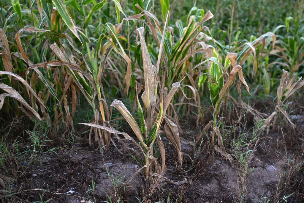 Dry and stunted corn plants in a field in Tecoluca, El Salvador. Farmers are facing losses amid a drought associated with El Nino — Marvin RECINOS / AFP