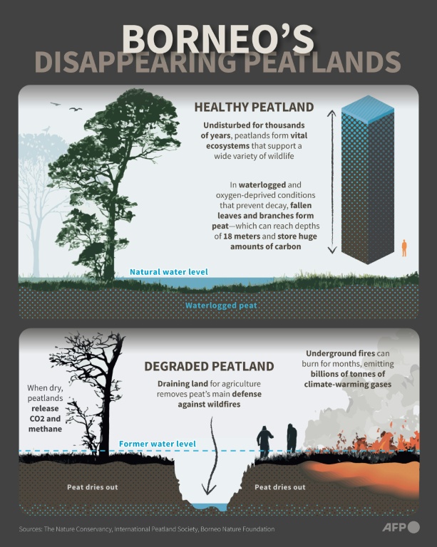 Infographic showing the benefits of healthy pristine peatlands compared with peatlands that have been degraded in Borneo. — Nicholas SHEARMAN / AFP