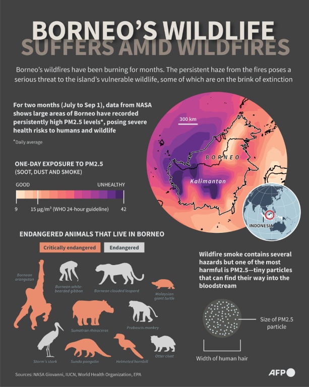 Infographic showing PM2.5 levels in Borneo where endangered animals live — Nicholas SHEARMAN / AFP