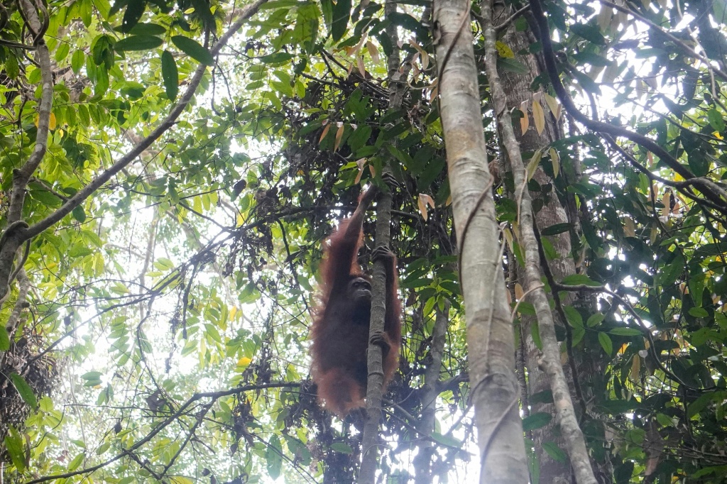 New home for orangutans rescued from Indonesia's burning forests