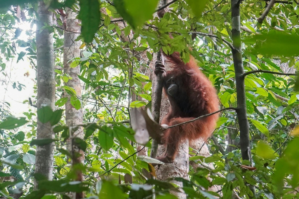 Once widespread across Southeast Asia, orangutans are now critically endangered — Ilham Pratama / AFP