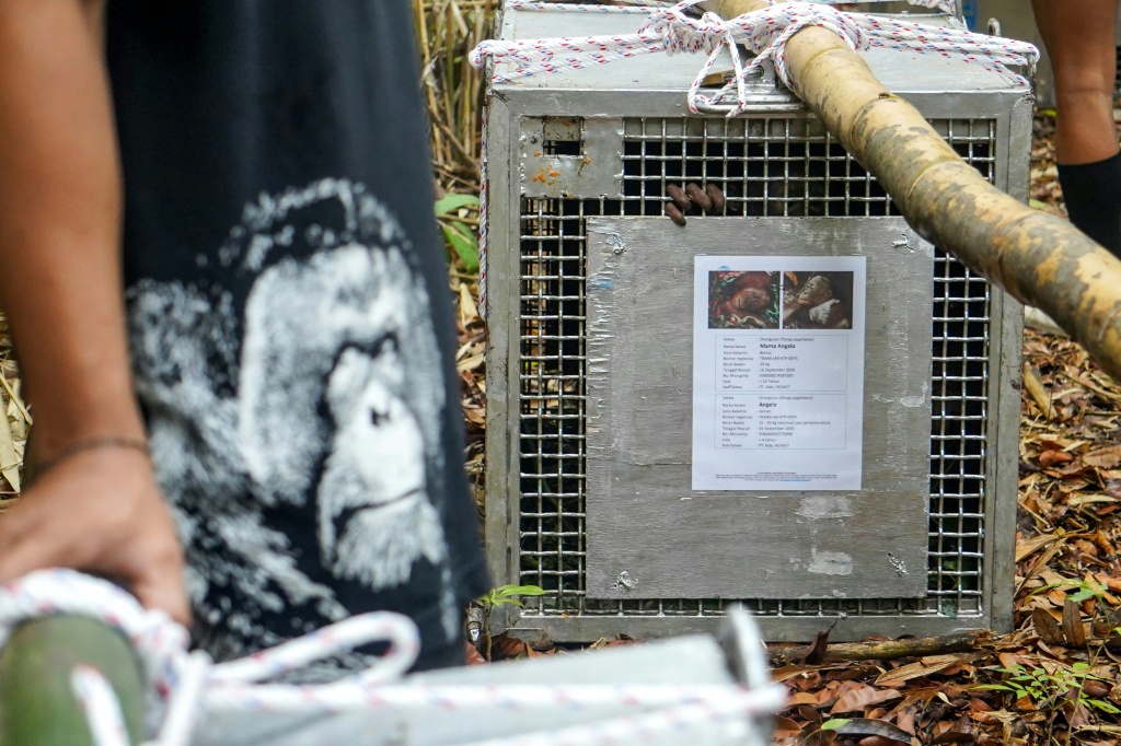 Among the nine rescued orangutans were four pairs of mothers and their children — Ilham Pratama / AFP
