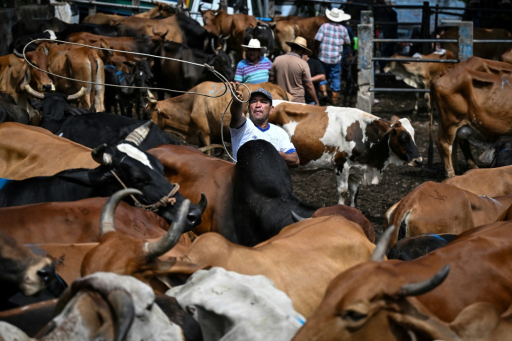 El Salvador has declared a state of maximum alert over a drought linked to El Nino, which is wiping out crops and causing livestock deaths — Marvin RECINOS / AFP