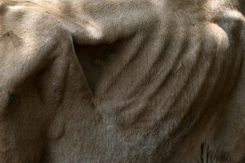 Prices for livestock have collapsed in El Salvador as farmers seek to offload desperately thin animals that they can no longer afford to feed — Marvin RECINOS / AFP