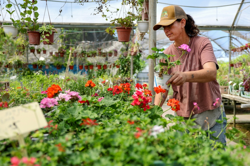 Hezbollah's attacks on northern Israel forced plant nursery owner Sigal Malachi to close her shop for several years — JACK GUEZ / AFP