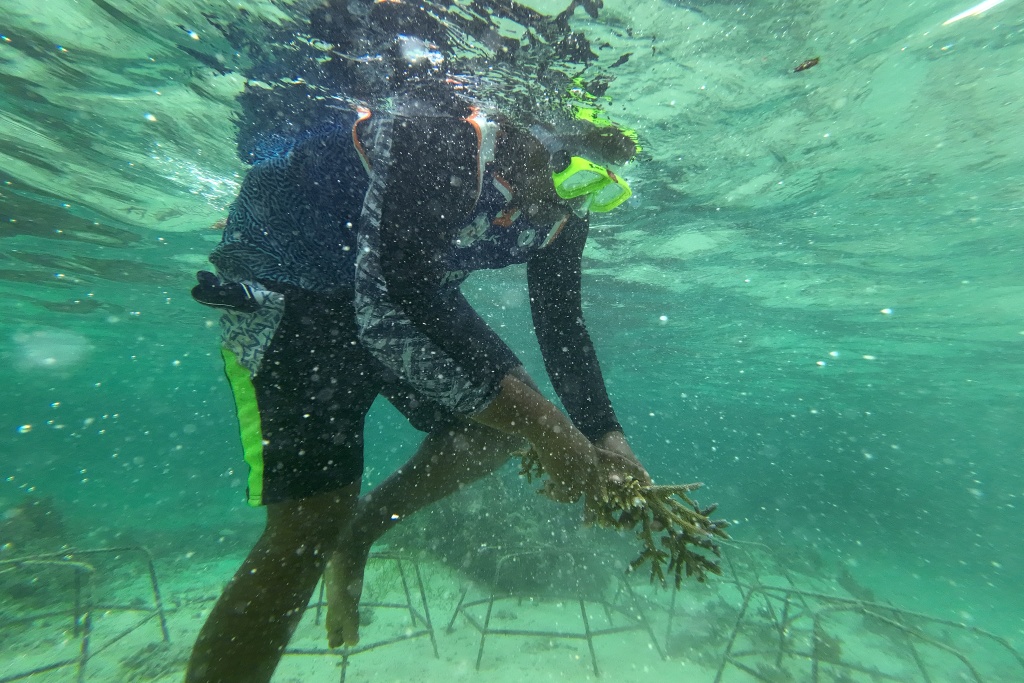 Tiny Fiji village restores dying fishery with coral planting