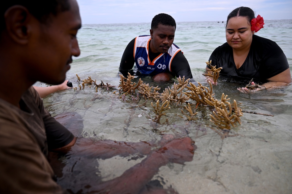 Villagers and environment advocates plant coral in the sea within the Naidiri Marine Biodiversity Park — Saeed KHAN / AFP