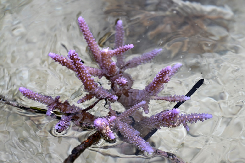 A healthy coral growing in the waters of the Naidiri Marine Biodiversity Park, a marine protected area located about 52 kilometres from Nadi — Saeed KHAN / AFP