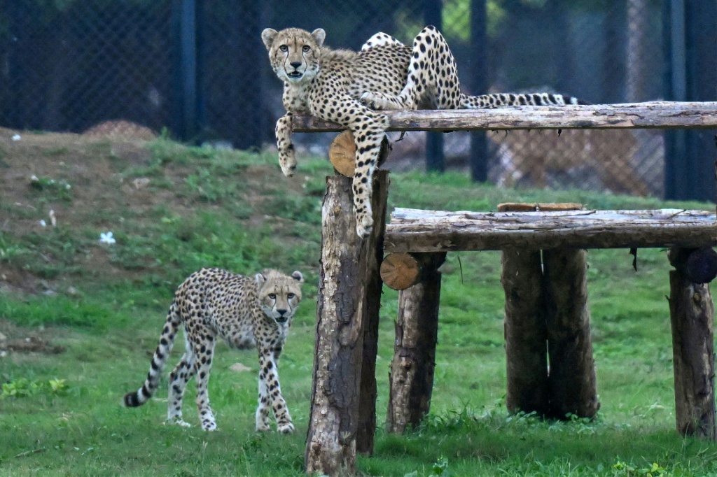 The Vantara Wildlife Rescue and Conservation Centre has amassed an unprecedented collection, including cheetahs which they hope to reintroduce to the wild in India — Punit PARANJPE / AFP