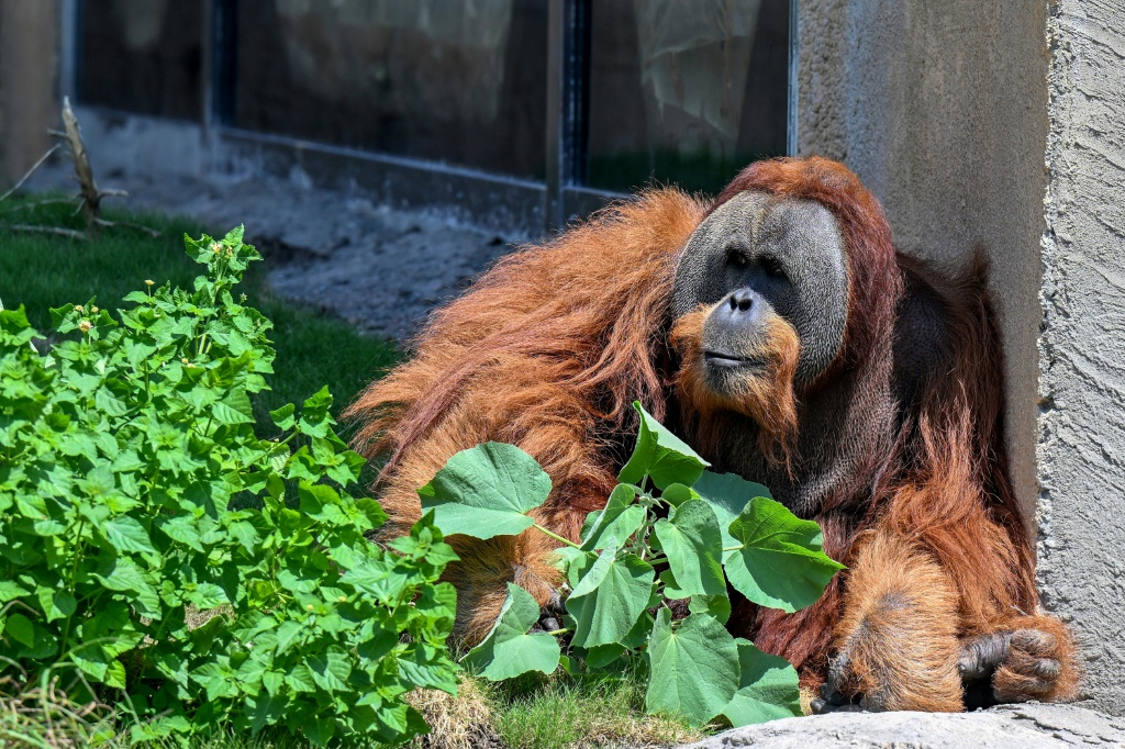 An orangutan resting inside an enclosure at Vantara — Punit PARANJPE / AFP