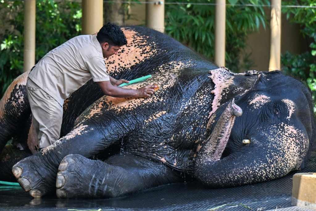 A keeper bathing an elephant at the Vantara Wildlife Rescue and Conservation Centre — Punit PARANJPE / AFP