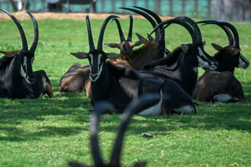Sable antelope resting inside an enclosure at Vantara — Punit PARANJPE / AFP