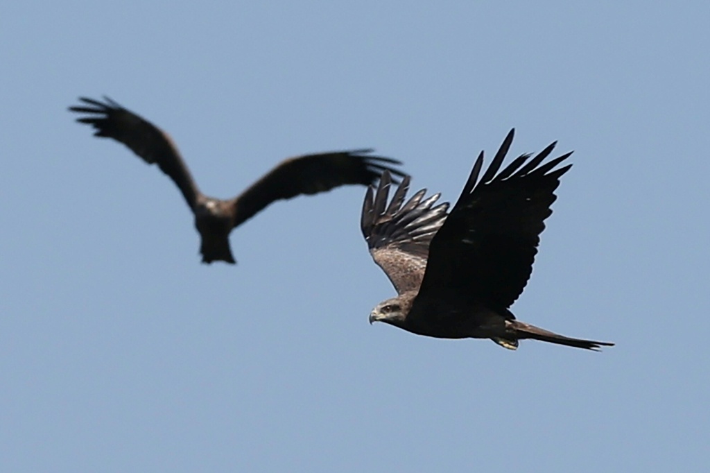 The Black Sea and Caucasus mountains form a migration bottleneck for raptors, that fly through the route every autumn — Giorgi ARJEVANIDZE / AFP
