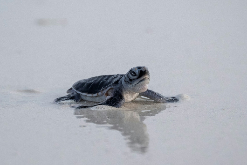 As species decline, green turtles offer glimmer of hope