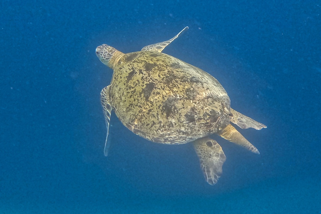 Green turtle populations have rebounded thanks to decades of conservation work — SAI AUNG MAIN / AFP