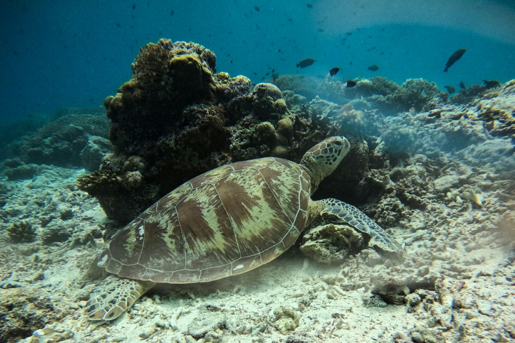Just one in 1,000 hatchlings survives to sexual maturity at 20 years old — SAI AUNG MAIN / AFP