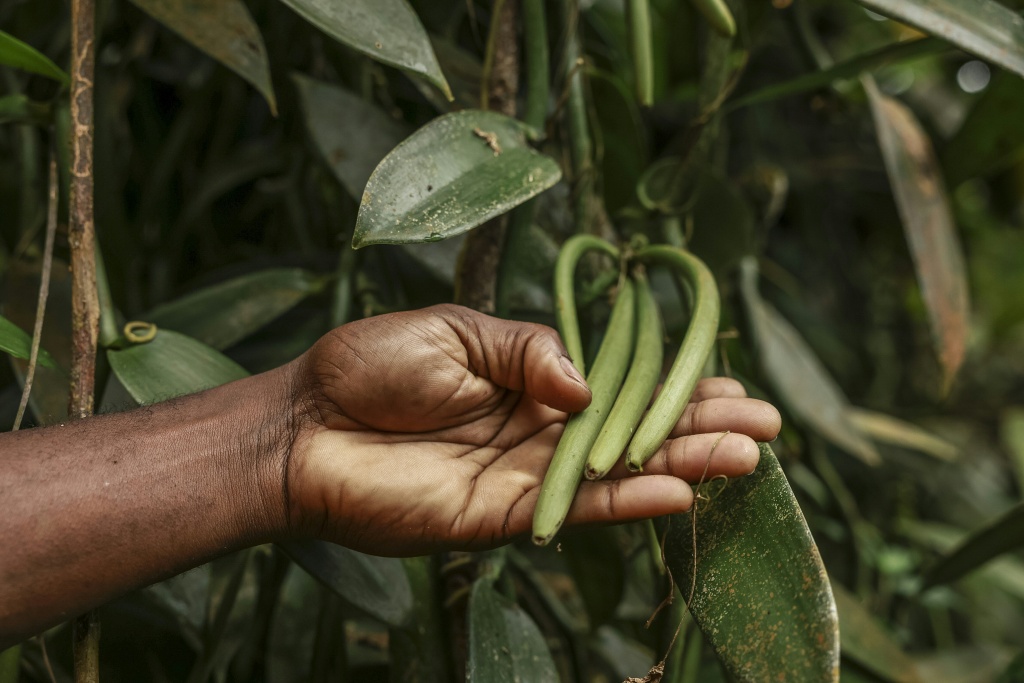 Sao Tome's niche vanilla finds far-away fans