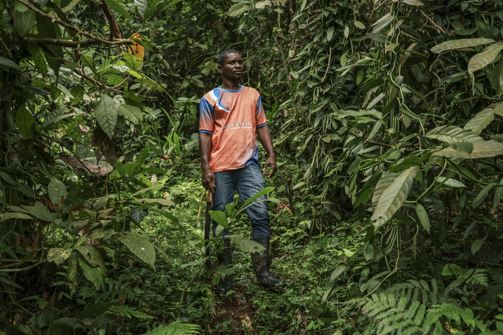 Ifrasio de Barros Rompao's mother farmed cocoa but he has turned to vanilla because of the promise of more profits from the lucrative spice — Daniel BELOUMOU OLOMO / AFP