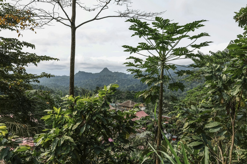 Once nicknamed the 'Chocolate Islands', the Portuguese-speaking archipelago was the world's leading cocoa producer at the beginning of the 20th century — Daniel BELOUMOU OLOMO / AFP