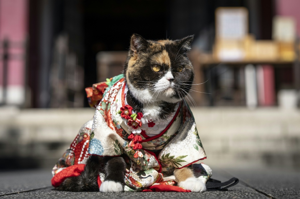 The festival traditionally allows families to celebrate the growth of their children, bwith Japan's population in decline, more and more worshippers are bringing beloved animals to the event instead. — Yuichi YAMAZAKI / AFP