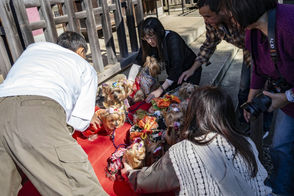 Pet owners line up their dogs wearing kimonos on a red tiered display for photographs. They then brought them into the inner sanctuary, where a priest performed a purification rite. — Yuichi YAMAZAKI / AFP