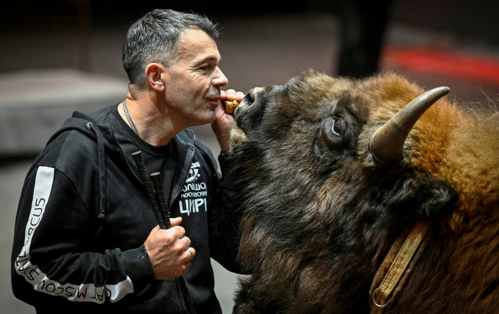 Deforges works alongside Russia's divisive big cat trainer Edgard Zapashny — Alexander NEMENOV / AFP