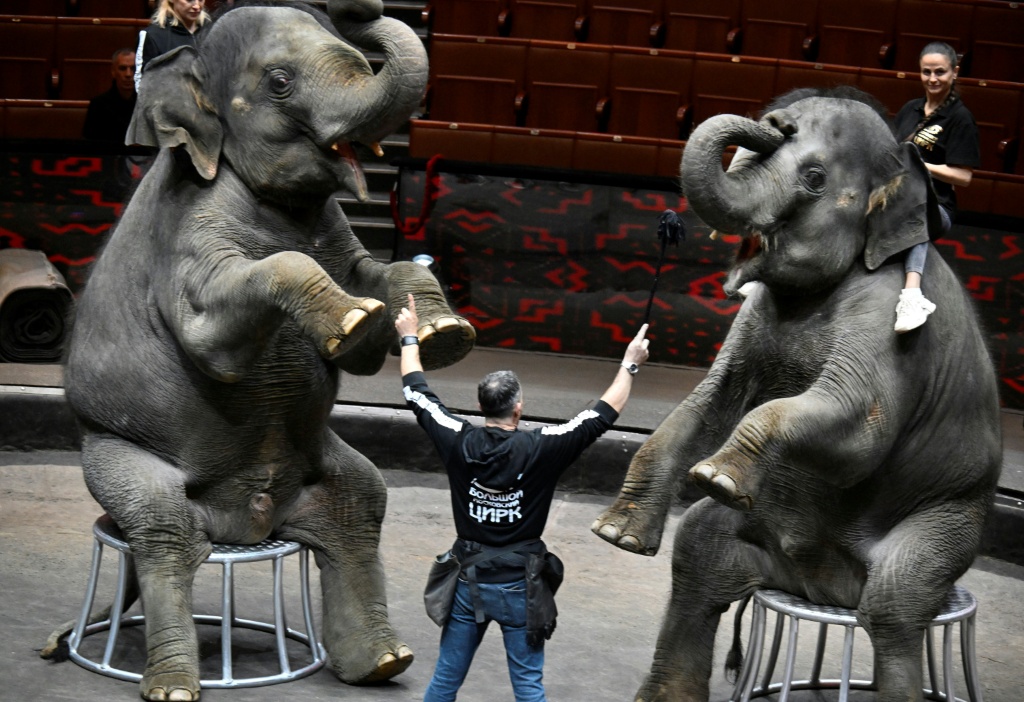 In much of Europe, circuses featuring wild animals are banned due to concern over animal cruelty — Alexander NEMENOV / AFP