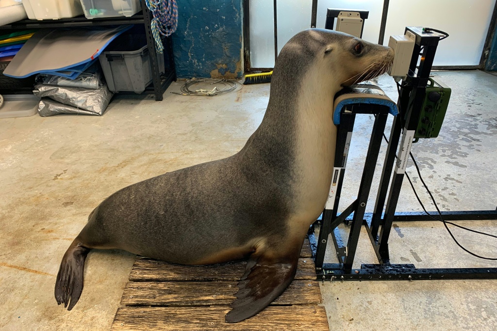 A sea lion during a hearing test at Taronga Zoo in Sydney — Handout / AFP