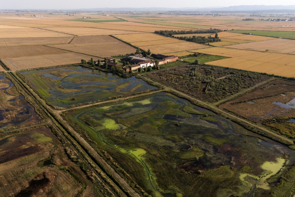 Italian rice farmer beats heat with biodiversity haven