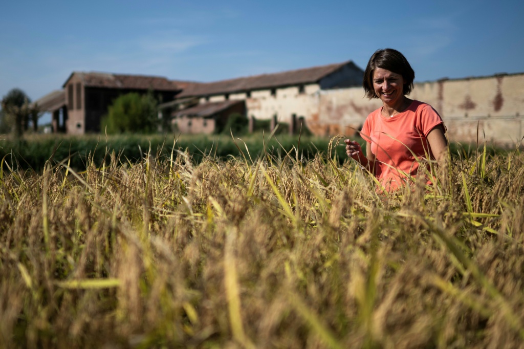 Cascina Oschiena dates back to the 16th century, when the land was farmed by Benedictine monks — Marco BERTORELLO / AFP