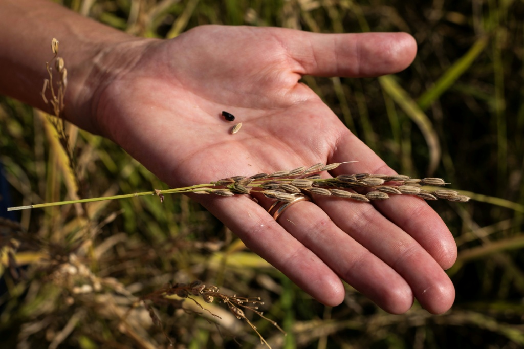 Italy is the largest producer of rice in Europe but the sector is in crisis — Marco BERTORELLO / AFP