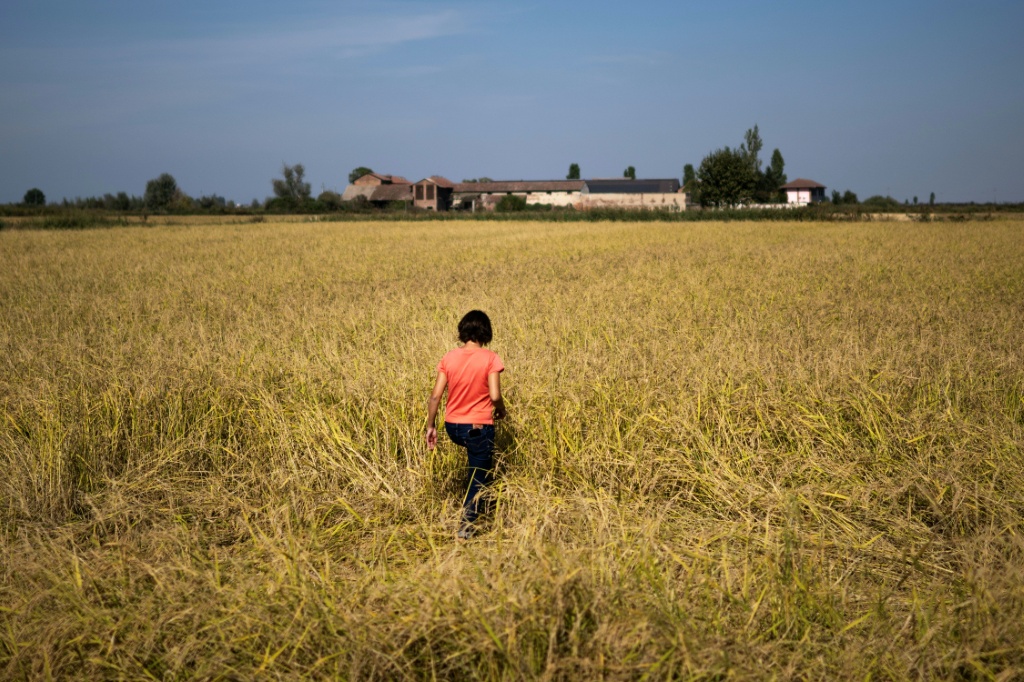 Cerutti favours historic varieties of rice, which withstand extreme temperatures better — Marco BERTORELLO / AFP