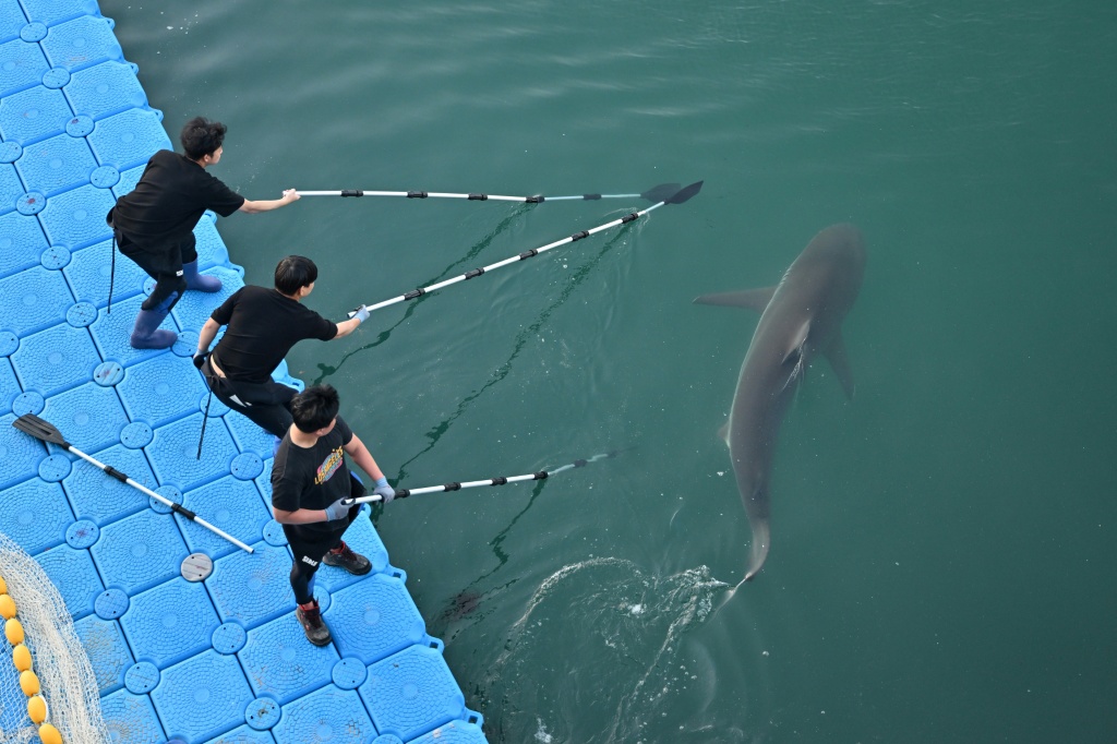 South Korean authorities said they had coaxed a shark that had become a viral sensation out of a Busan canal where it was stuck, as falling temperatures raised concerns for its survival — Jung Yeon-je / AFP