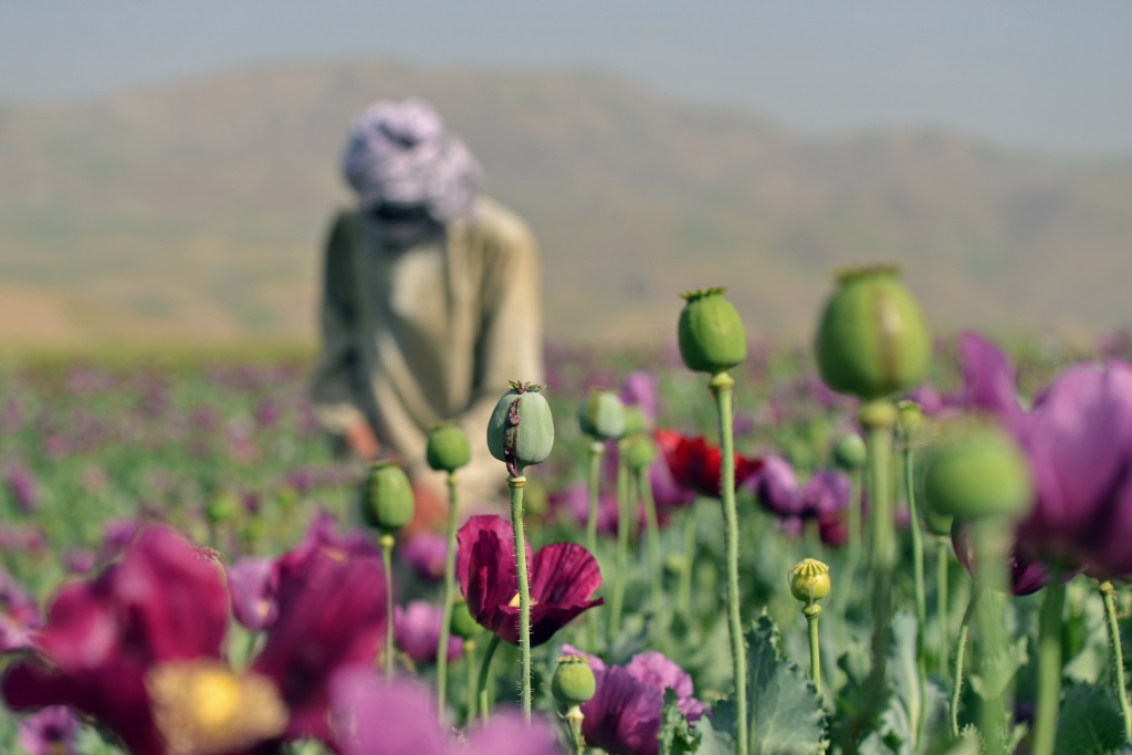 Afghanistan opium poppy cultivation surges despite Taliban govt ban: UN