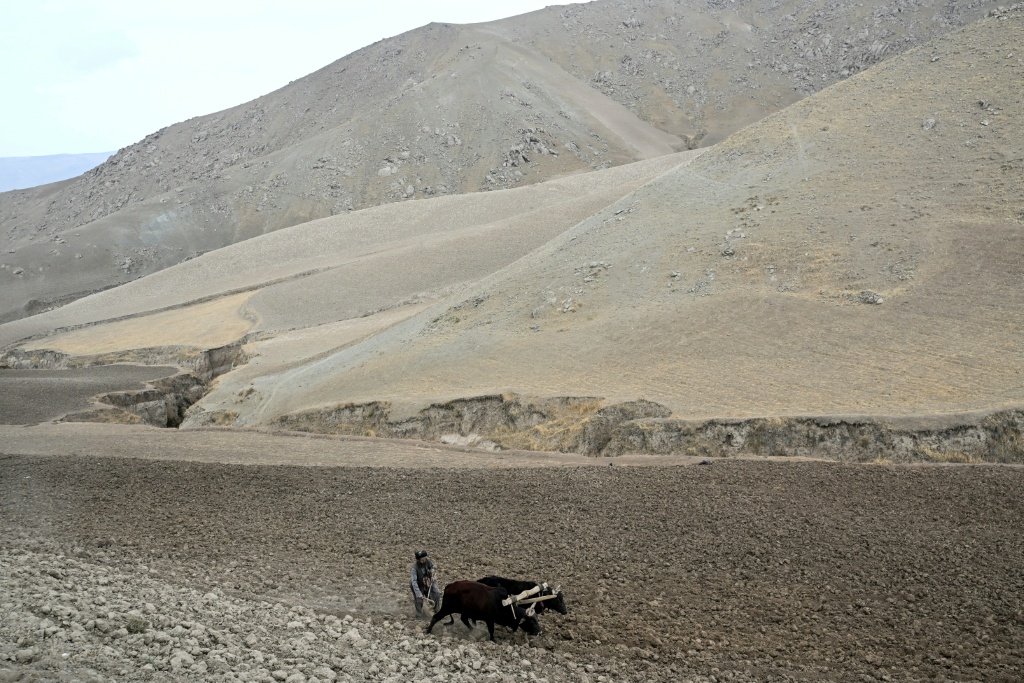 An Afghan farmer ploughs a field for poppy cultivation in Badakhshan province — STR / AFP