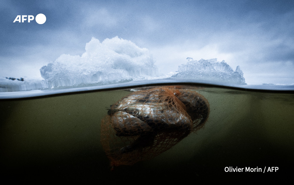  fish suffocating in a plastic bag