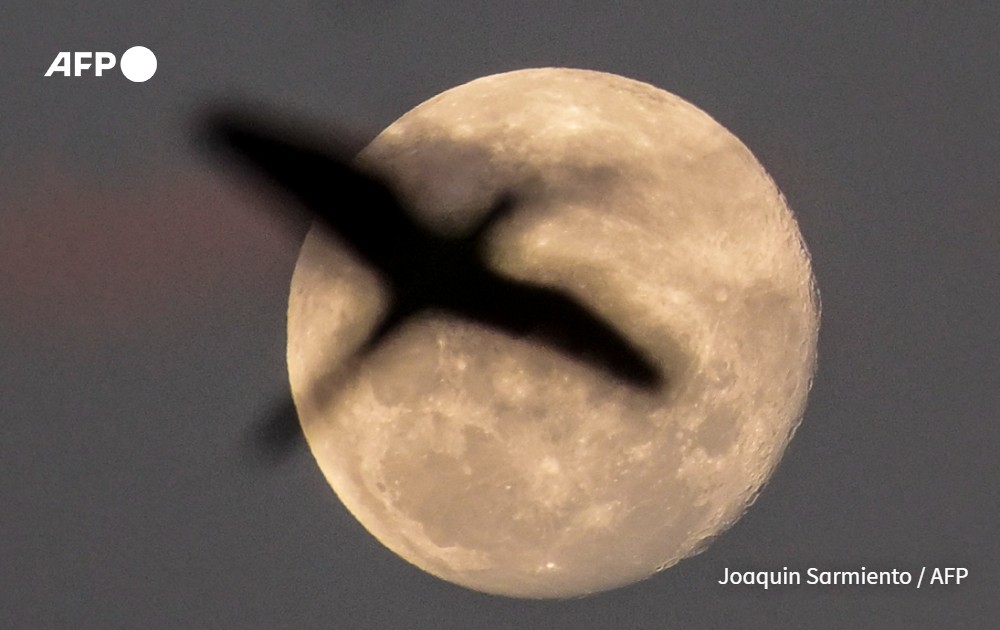 Bird in front of the moon
