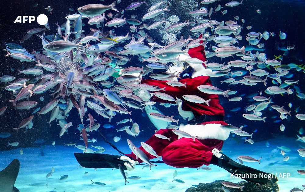 Diver dressed in Santa Claus costume feeds the fish