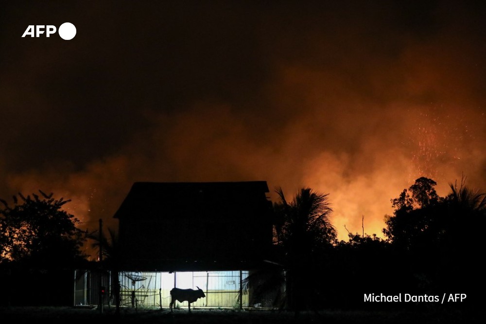 A bull is seen in front of a house surrounded by fire from illegal burning in the Amazon rainforest on the banks of the BR-230 highway (Rodovia Transamazônica¬), near the city of Labrea, Amazonas state, northern Brazil, on September 4, 2024. Forest fires have been raging for several weeks in Brazil, particularly in the Amazon rainforest in the north and the immense Pantanal wetland in the center-west of the country.
