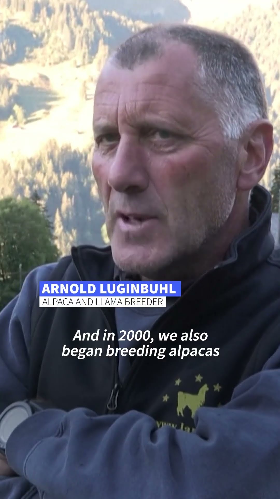 Alpacas descend from Swiss mountain pastures in unusual sight | AFP