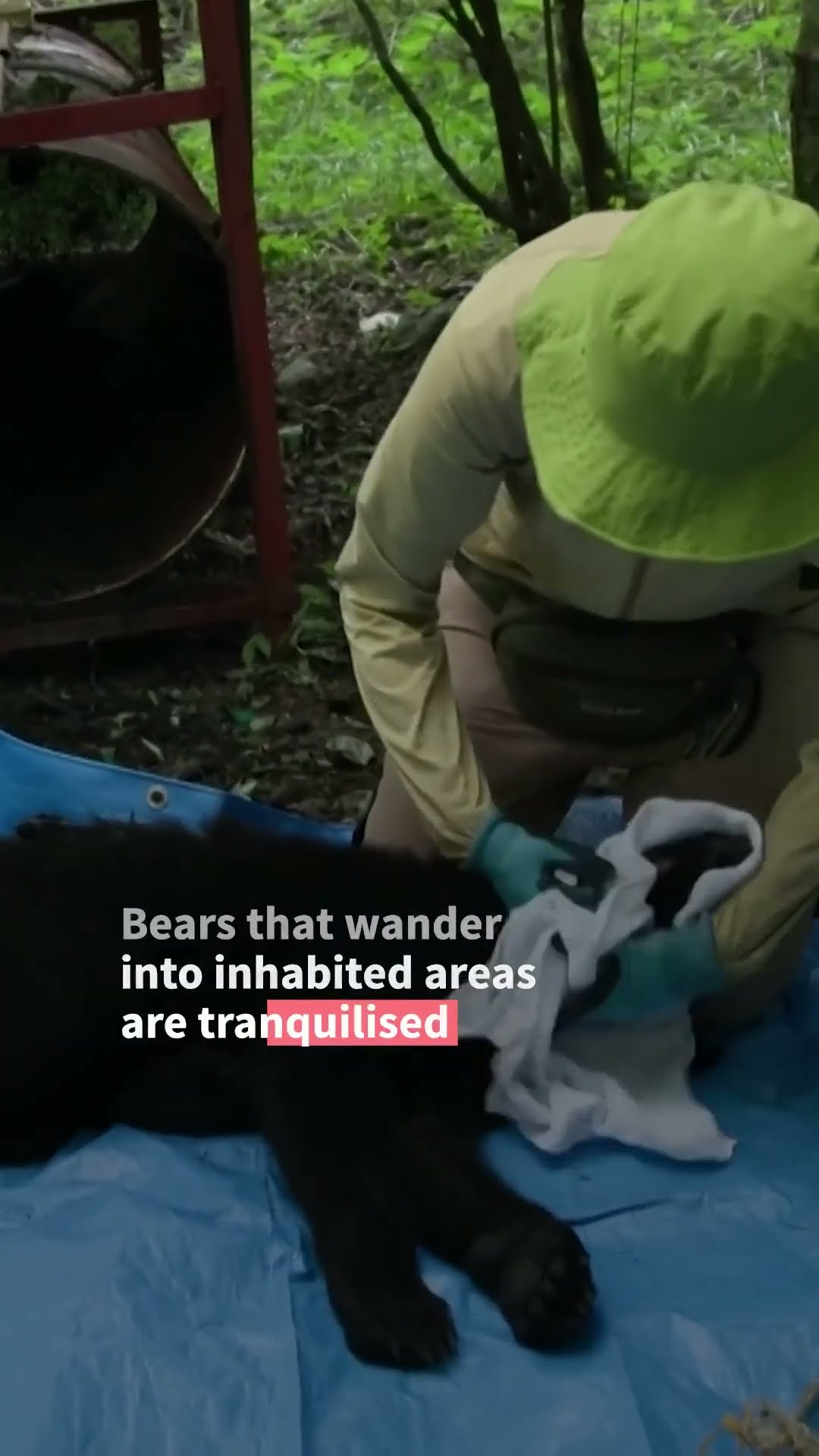 In Japan’s mountains, researchers try new way to manage bears | AFP