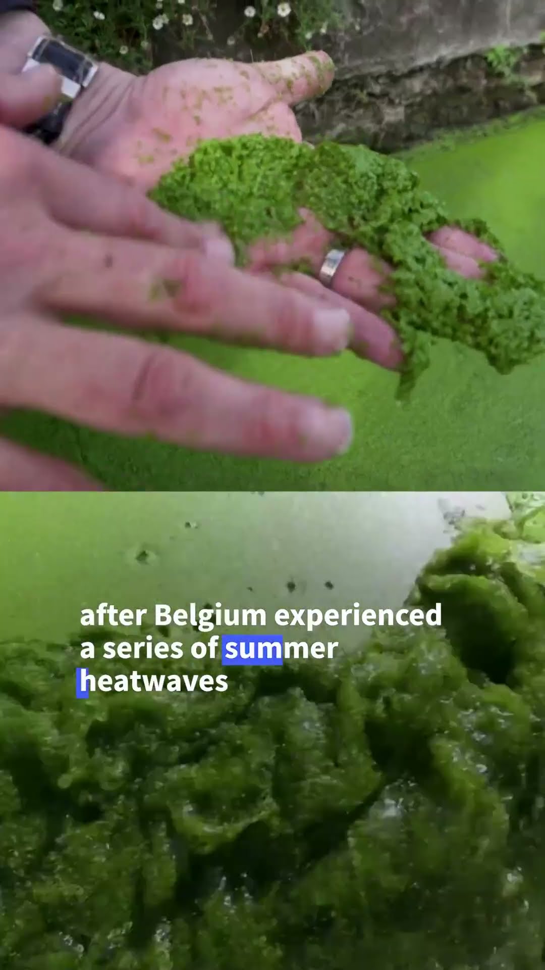 Ghent's historic waterways turn green after summer of heatwaves | AFP