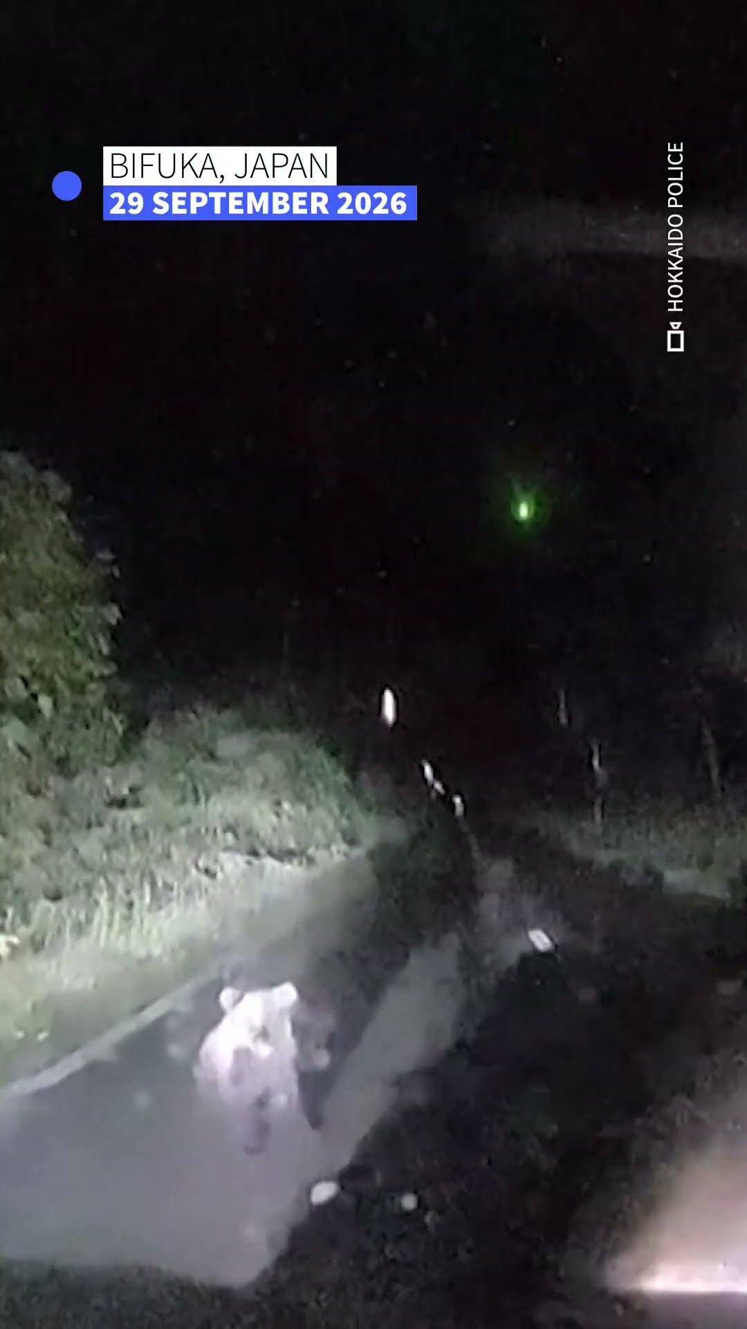Dashcam footage captures bear slamming against car in Japan | AFP