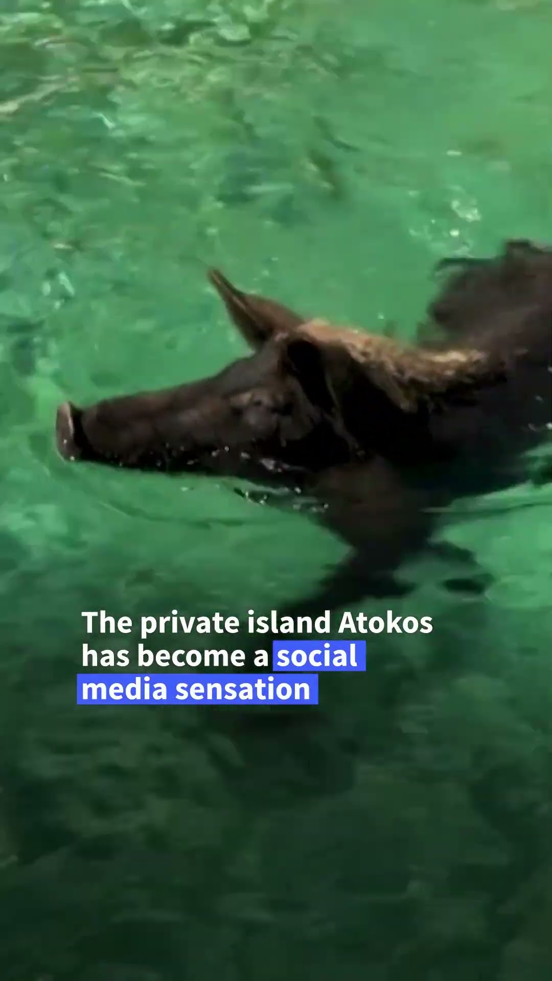 Swimming pigs draw tourists to Greek island | AFP