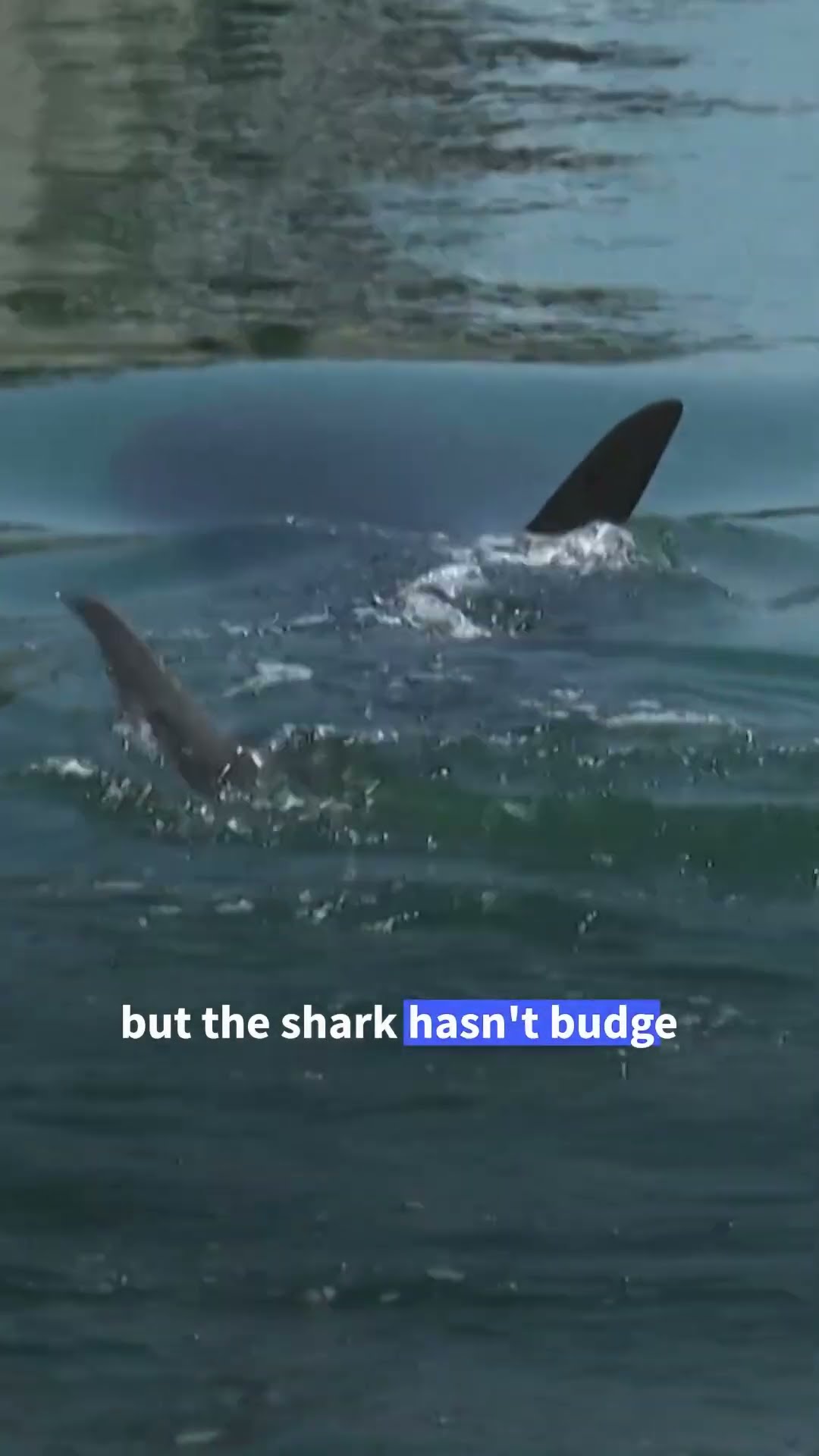 Lost shark becomes viral star in South Korea | AFP